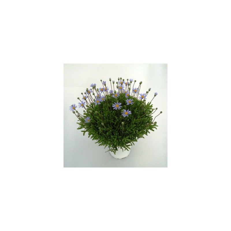 AGATEA MACETA 15CM