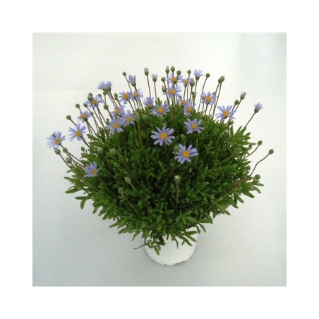 AGATEA MACETA 15CM