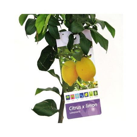 LIMONERO MACETA 25CM