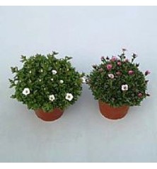 SAXIFRAGA  ARENDSII M13