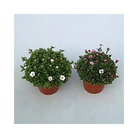 SAXIFRAGA  ARENDSII M13