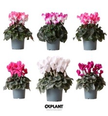 CYCLAMEN MINI MACETA 11CM