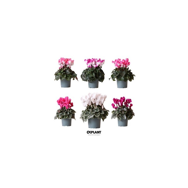 CYCLAMEN MINI MACETA 11CM