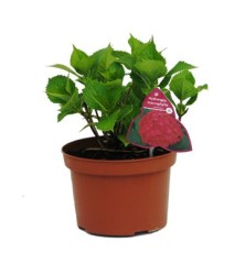 HORTENSIA MACETA 3L MIX COLORES