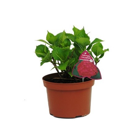 HORTENSIA MACETA 3L MIX COLORES
