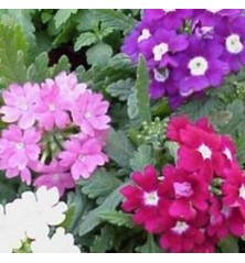VERBENA REPENS MACETA 11CM COLORES VARIOS