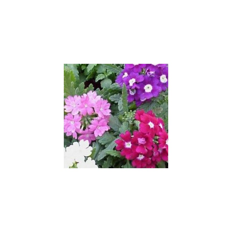 VERBENA REPENS MACETA 11CM COLORES VARIOS