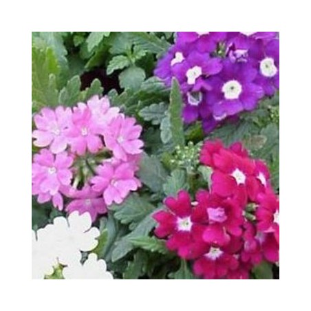 VERBENA REPENS MACETA 11CM COLORES VARIOS