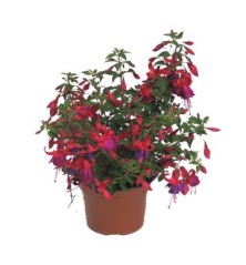 FUCHSIA (PENDIENTES DE LA REINA)M15