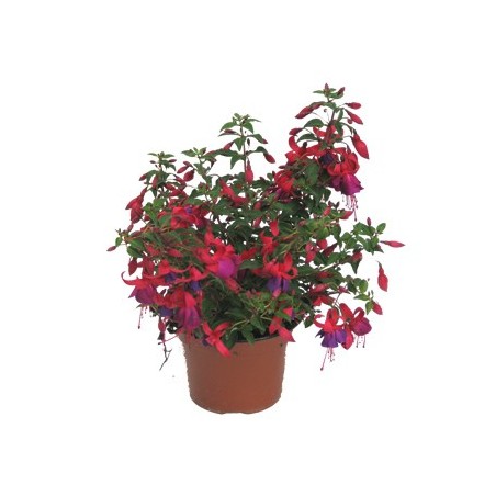 FUCHSIA (PENDIENTES DE LA REINA)M15