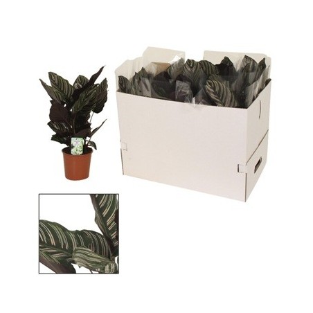 CALATHEA SAND. ORNATA  ALTO 25CM Y MACETA 14CM