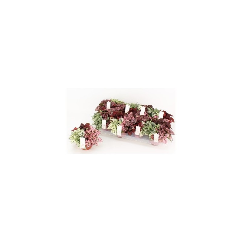 HYPOESTES CARNAVAL MACETA 12CM
