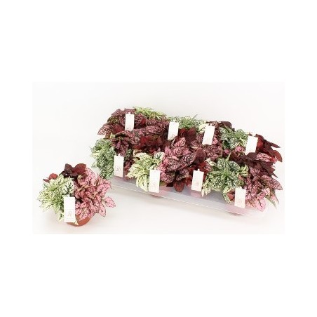 HYPOESTES CARNAVAL MACETA 12CM