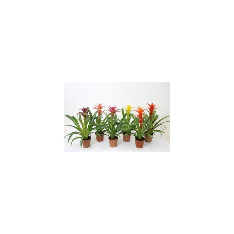 GUZMANIA MIX ALTO 20-25CM Y MACETA 9CM