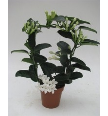 STEPHANOTIS ARCO MACETA 12CM