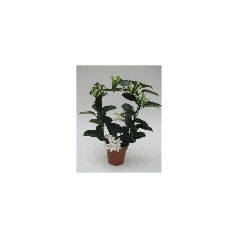 STEPHANOTIS ARCO MACETA 12CM