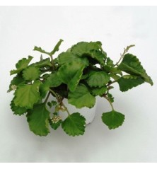 PLANTA DEL DINERO T15