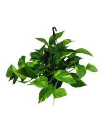 POTHO COLGANTE TARRINA 15CM