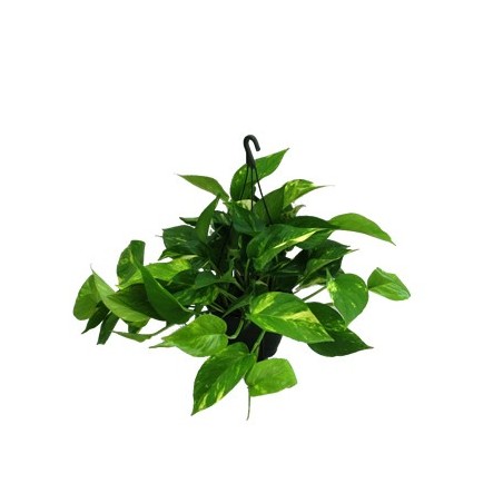 POTHO COLGANTE TARRINA 15CM