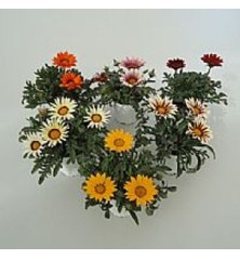GAZANIA MACETA12CM