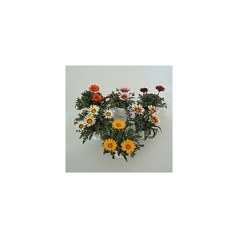 GAZANIA MACETA12CM
