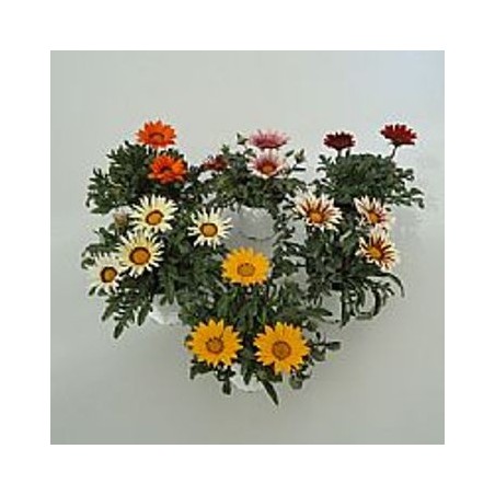GAZANIA MACETA12CM