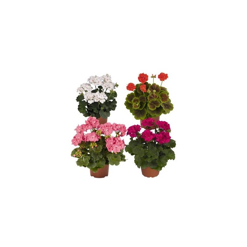 GERANIO MACETA 15CM VARIOS COLORES