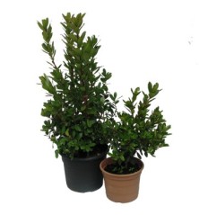 MADROÑO ALTO 25/35CM Y MACETA 3L