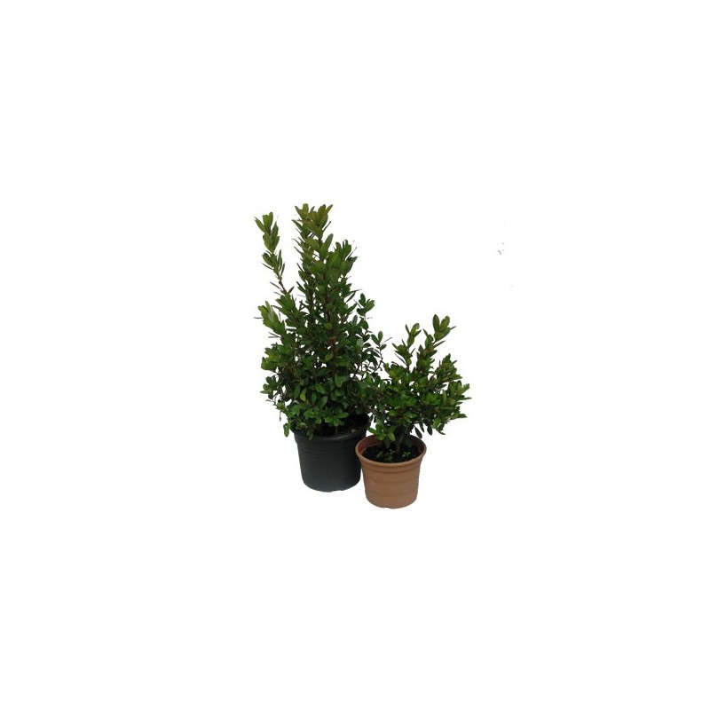 MADROÑO ALTO 25/35CM Y MACETA 3L
