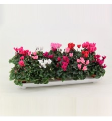 CYCLAMEN PICASSO MACETA 10,5CM