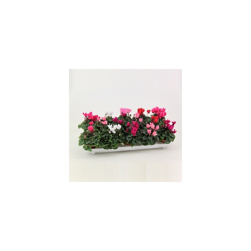 CYCLAMEN PICASSO MACETA 10,5CM