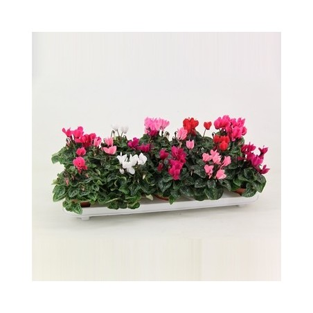 CYCLAMEN PICASSO MACETA 10,5CM
