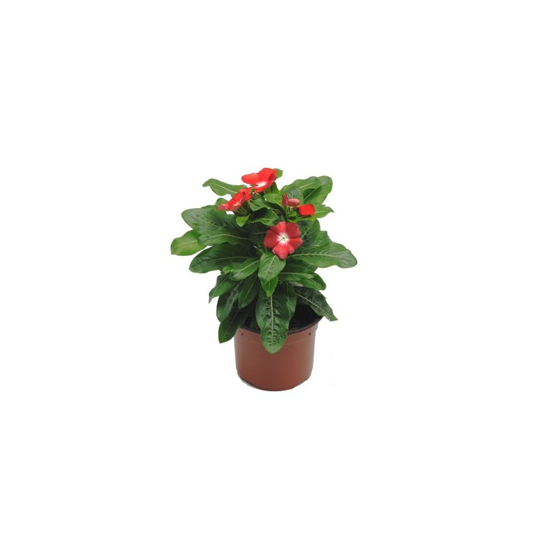 VINCA DE FLOR MACETA 12CM