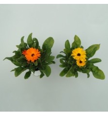 CALENDULA MACETA 14CM