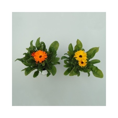 CALENDULA MACETA 14CM