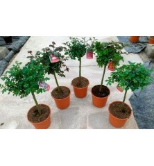 ROSAL COPA MACETA 20CM VARIOS COLORES