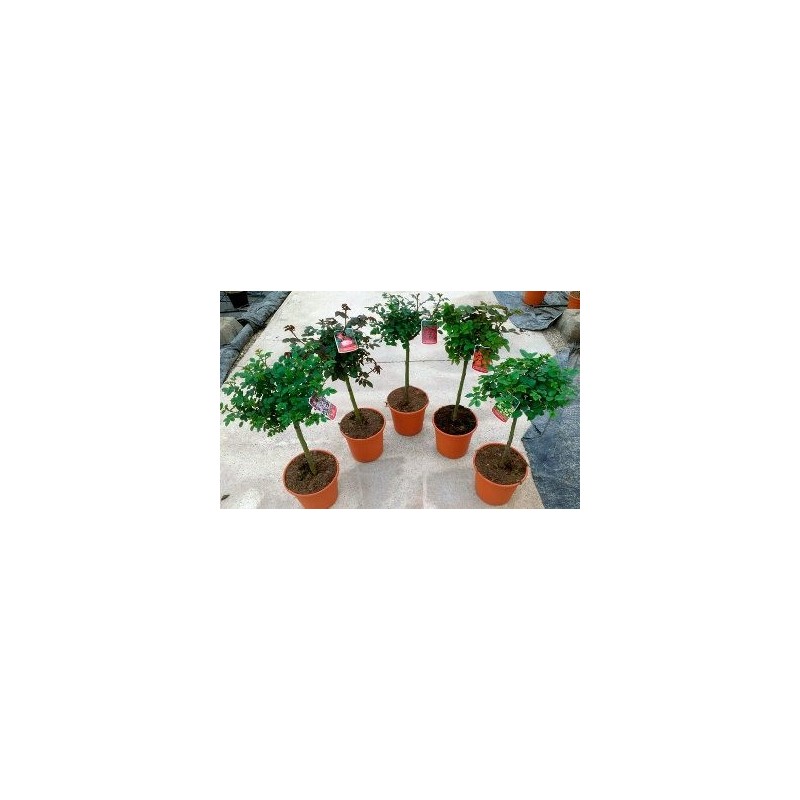 ROSAL COPA MACETA 20CM VARIOS COLORES