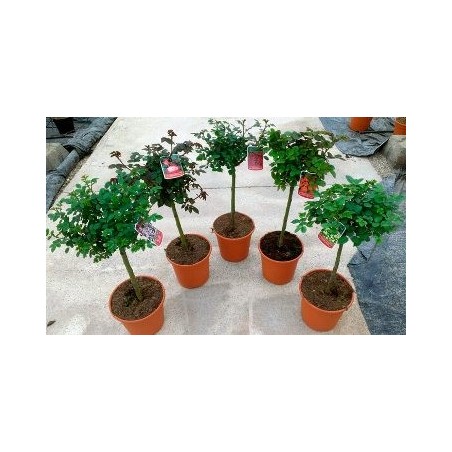 ROSAL COPA MACETA 20CM VARIOS COLORES