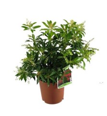 PIERIS JAPONICA ALTO 35/45CM Y MACETA 5L
