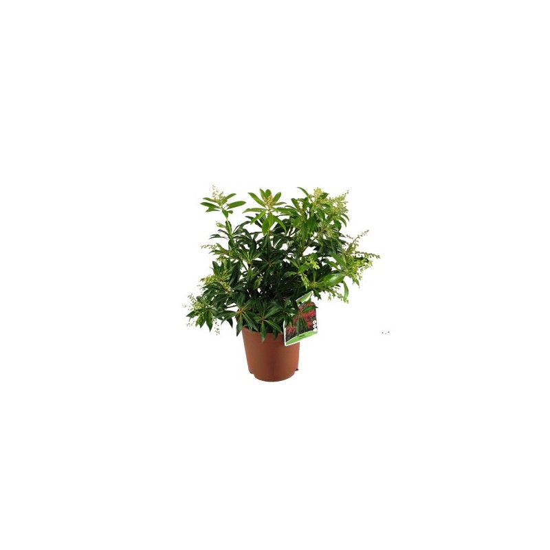 PIERIS JAPONICA ALTO 35/45CM Y MACETA 5L