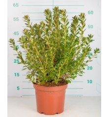 AZALEA JAPONICA ALTO 30/40CM Y MACETA 5L