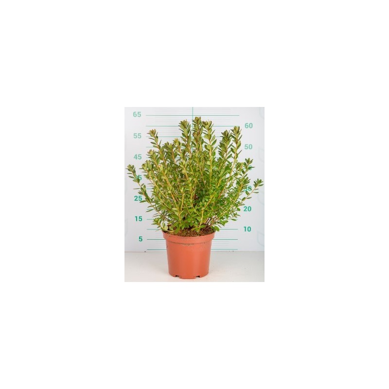 AZALEA JAPONICA ALTO 30/40CM Y MACETA 5L