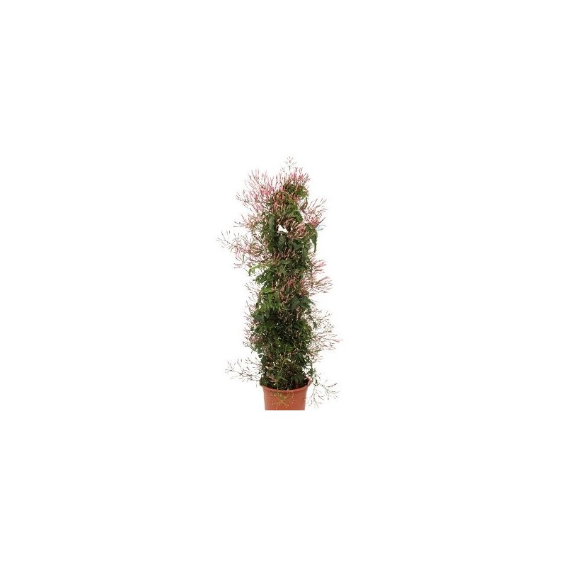 JAZMIN POLIANTA PIRAMIDE 70CM Y MACETA 17CM
