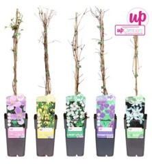 CLEMATIS MIX BIG GLOWERS MACETA 15CM