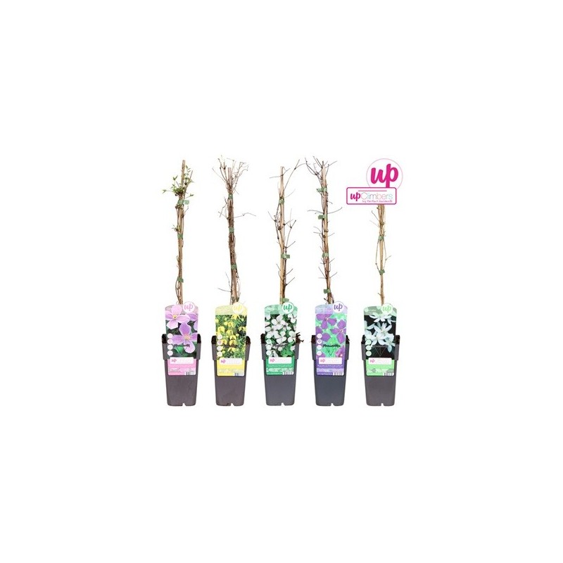 CLEMATIS MIX BIG GLOWERS MACETA 15CM