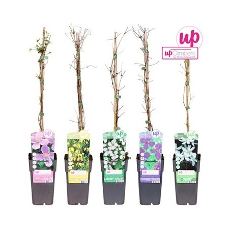 CLEMATIS MIX BIG GLOWERS MACETA 15CM