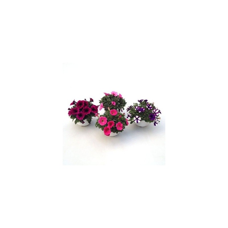 PETUNIA HIBRIDA MACETA 15CM VARIOS COLORES