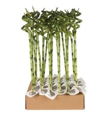 BAMBU SUERTE ESPIRAL 50CM