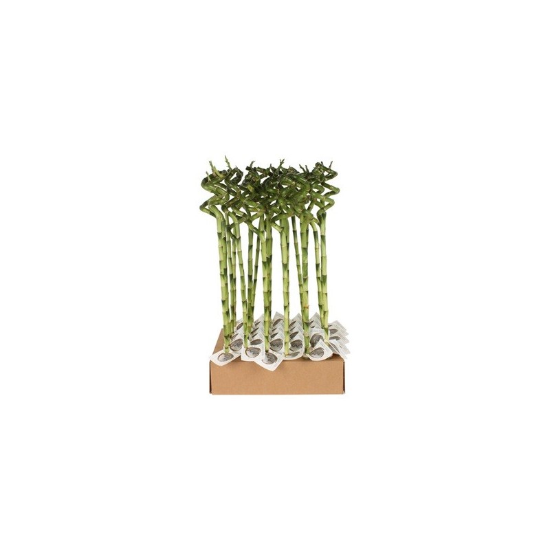 BAMBU SUERTE ESPIRAL 50CM