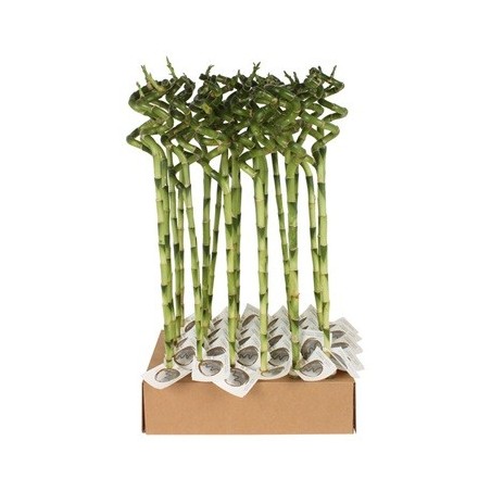 BAMBU SUERTE ESPIRAL 50CM